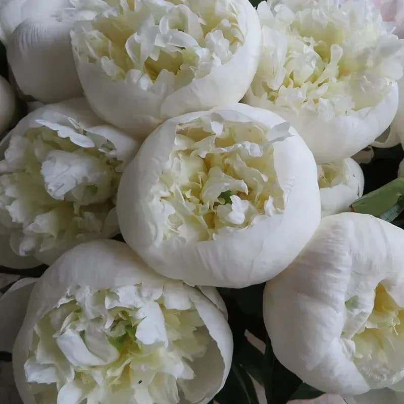 duchesse-35-sm-0 duchesse-35-sm-0