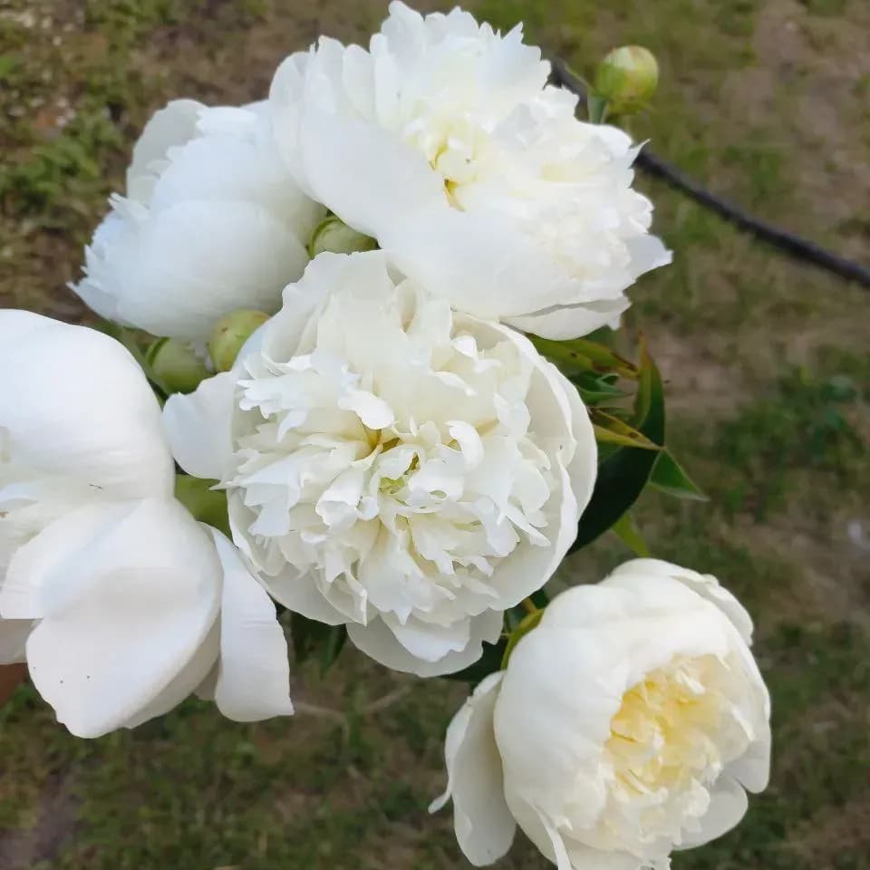 duchesse-40-sm-0 duchesse-40-sm-0