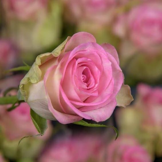 lovely-jewel-70-sm-0 lovely-jewel-70-sm-0