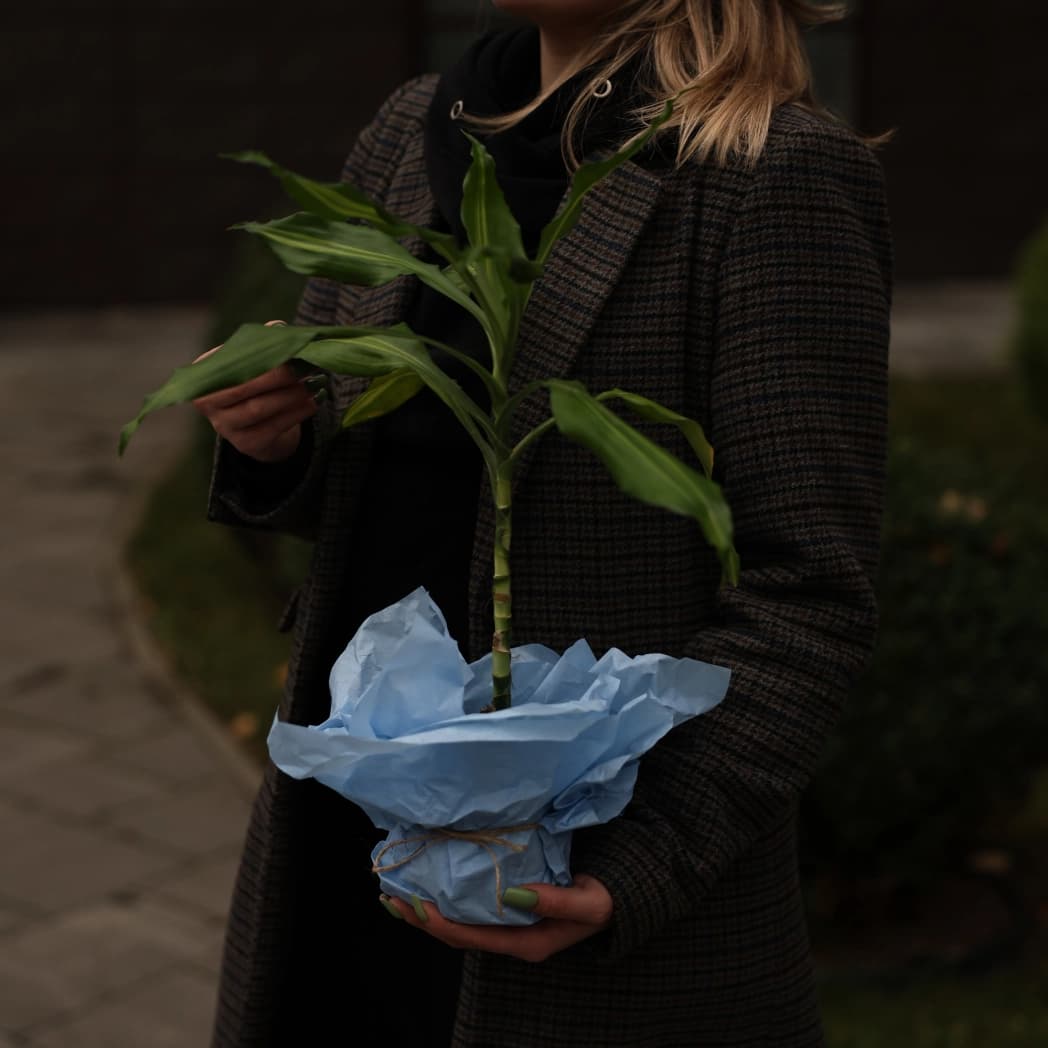 dracena-0 dracena-0