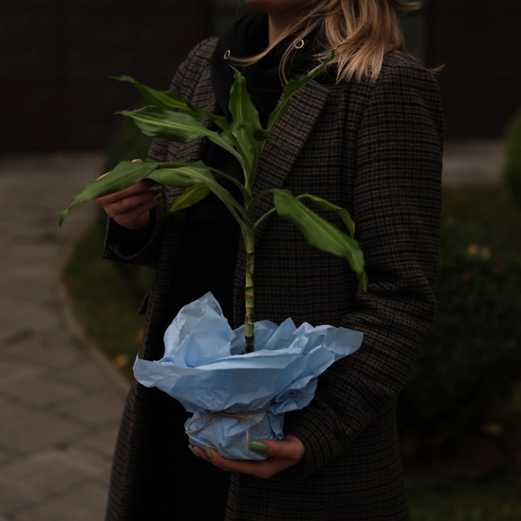 dracena-0 dracena-0