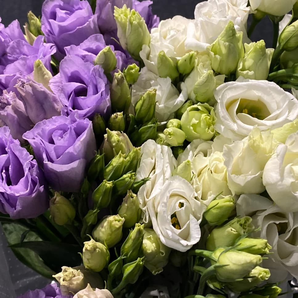 eustoma-golandiya-0 eustoma-golandiya-0