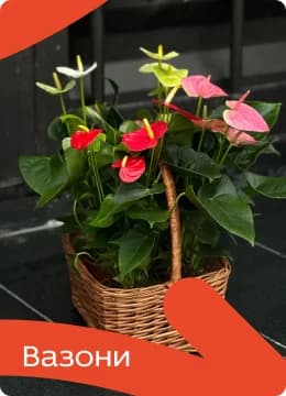 Наші бестселери Наші бестселери